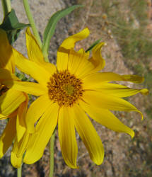 Maximilian Sunflower, Helianthus maximiliani (2)