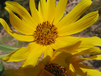 Maximilian Sunflower, Helianthus maximiliani (3)