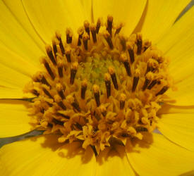 Maximilian Sunflower, Helianthus maximiliani (4)