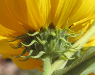 Maximilian Sunflower, Helianthus maximiliani (6)