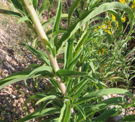 Maximilian Sunflower, Helianthus maximiliani (8)