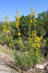 Maximilian Sunflower, Helianthus maximiliani