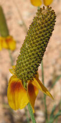 Mexican Hat, Ratibida columnifera (10)