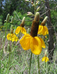 Mexican Hat, Ratibida columnifera (13)