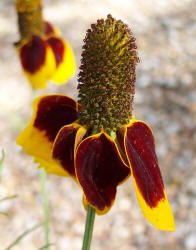 Mexican Hat, Ratibida columnifera (2)