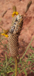 Mexican Hat, Ratibida columnifera (4)