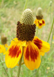 Mexican Hat, Ratibida columnifera (6)