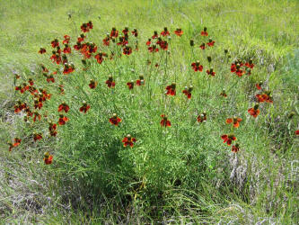 Mexican Hat, Ratibida columnifera (9)