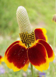 Mexican Hat, Ratibida columnifera