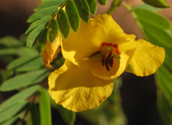 Partridge-pea, Chamaecrista fasciculata, VZ (1)