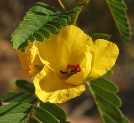 Partridge-pea, Chamaecrista fasciculata, VZ (2)