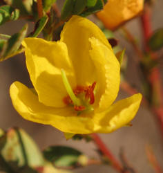 Partridge-pea, Chamaecrista fasciculata, VZ (3)