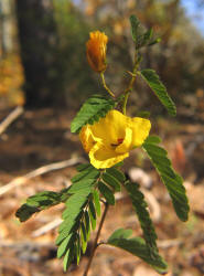 Partridge-pea, Chamaecrista fasciculata, VZ