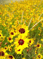 Plains Coreopsis, Coreopsis tinctoria (1)