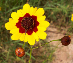 Plains Coreopsis, Coreopsis tinctoria (4)