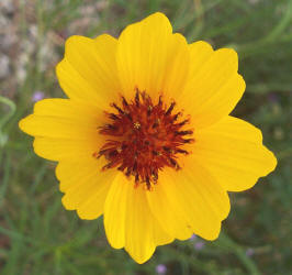 Plains Coreopsis, Coreopsis tinctoria, yellow (1)