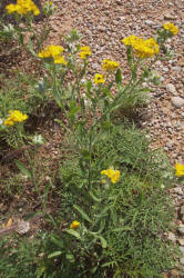 Plains Paper-flower, Psilostrophe villosa (2)