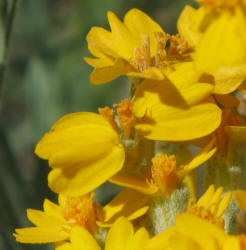 Plains Paper-flower, Psilostrophe villosa, Val Verde (1)