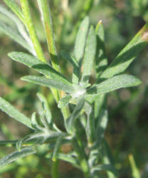 Plains Paper-flower, Psilostrophe villosa, Val Verde (2)