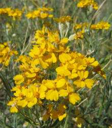 Plains Paper-flower, Psilostrophe villosa, Val Verde
