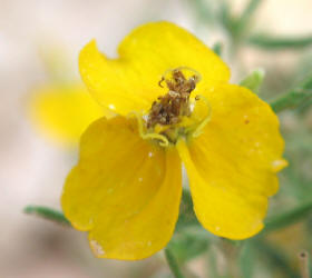 Plains Zinnia, Zinnia grandiflora (5)