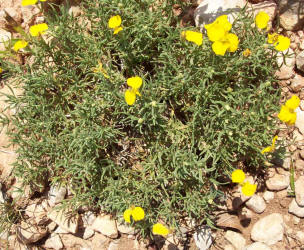 Plains Zinnia, Zinnia grandiflora