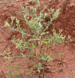 Prairie Stickleaf, Mentzelia reverchonii (4)