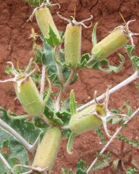 Prairie Stickleaf, Mentzelia reverchonii (5)