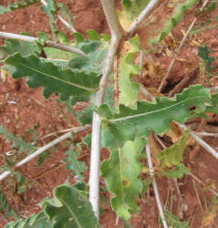 Prairie Stickleaf, Mentzelia reverchonii (6)