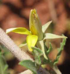 Prairie Stickleaf, Mentzelia reverchonii (9)