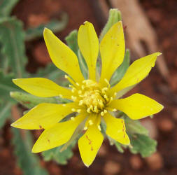 Prairie Stickleaf, Mentzelia reverchonii