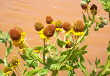 Pretty Sneezeweed, Helenium elegans (1)