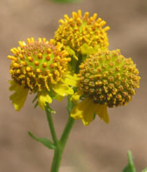 Pretty Sneezeweed, Helenium elegans (6)