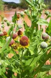 Pretty Sneezeweed, Helenium elegans