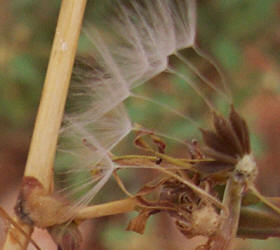 Prickly Lettuce, Lactuca serriola (5)