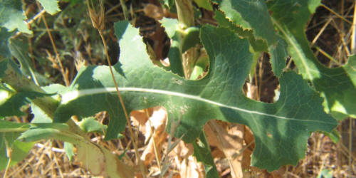 Prickly Lettuce, Lactuca serriola (6)