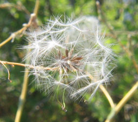 Prickly Lettuce, Lactuca serriola (7)