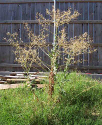 Prickly Lettuce, Lactuca serriola