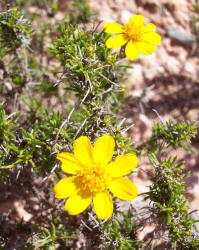 Pricklyleaf Dogweed, Thymophylla acerosa (1)