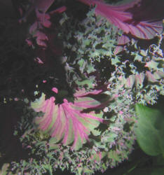 Purple Pigeon Kale, Brassica oleracea (2)