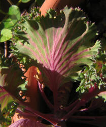 Purple Pigeon Kale, Brassica oleracea (3)