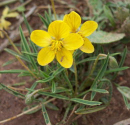 Pygmy Senna, Cassia pumilio (1)