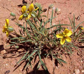 Pygmy Senna, Cassia pumilio (2)