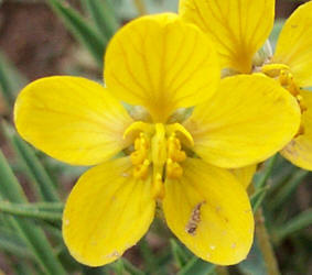 Pygmy Senna, Cassia pumilio