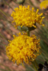 Rayless Green-thread, Thelesperma megapotamicum (4)