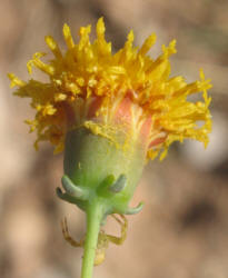 Rayless Green-thread, Thelesperma megapotamicum (8)