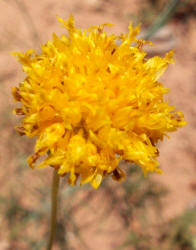 Rayless Green-thread, Thelesperma megapotamicum