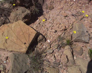 Rock Flax, Linum rupestre (1)