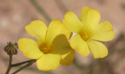 Rock Flax, Linum rupestre (3)