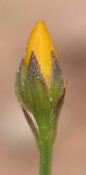 Rock Flax, Linum rupestre (4)